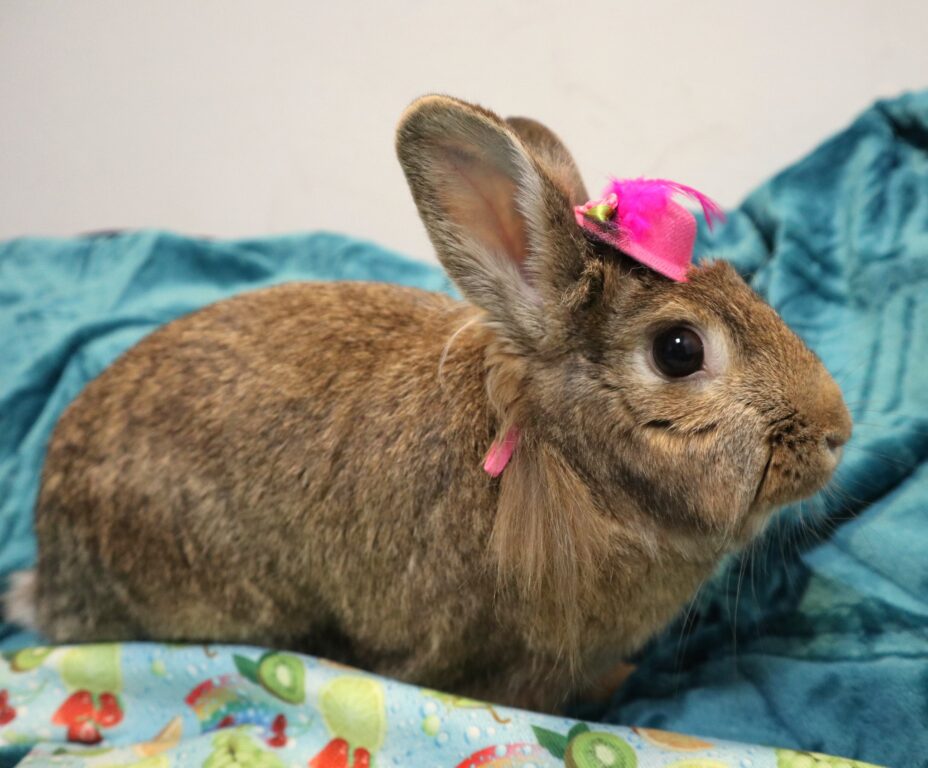 New Arrival at New Jersey Shelter Seeks Loving Home