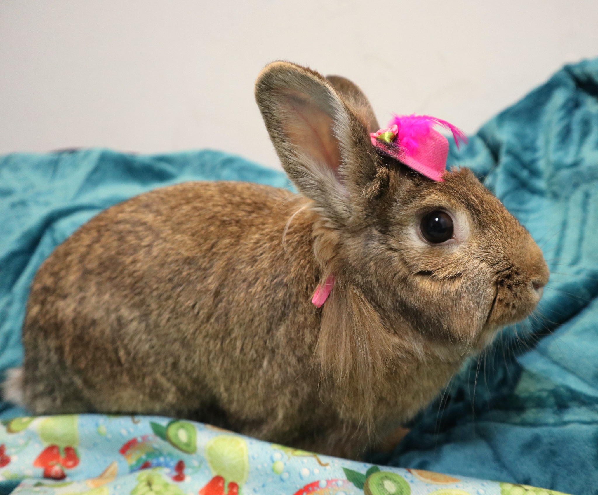 New Arrival at New Jersey Shelter Seeks Loving Home