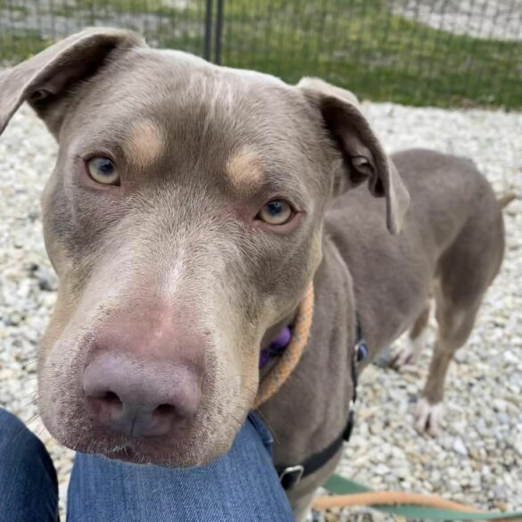 Jackson shelter dog lola waits one year for loving home - photo licensed by shore news network.