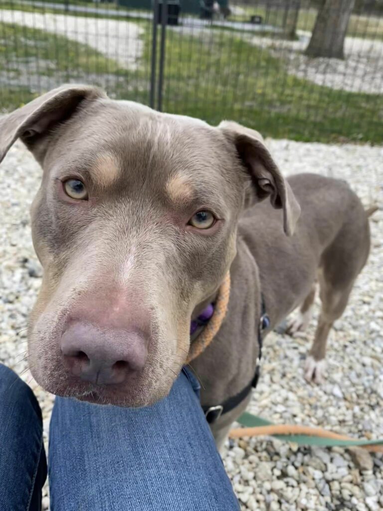 Jackson shelter dog lola waits one year for loving home - photo licensed by shore news network.