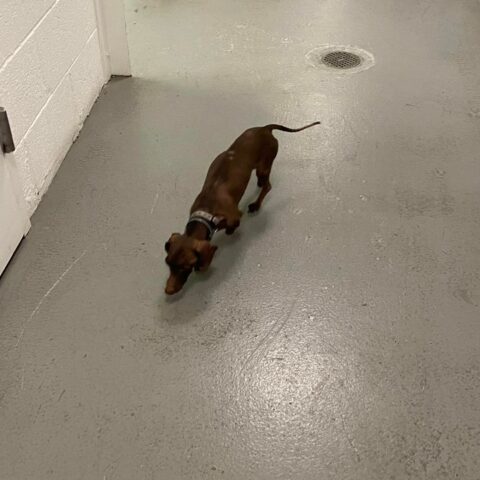 Hot dog alert: small male dachshund found in burlington - photo licensed by shore news network.
