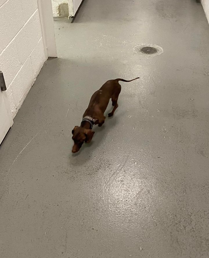 Hot Dog Alert: Small Male Dachshund Found in Burlington