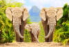 Study Reveals Elephants Have Unique Names for Each Other Study Reveals Elephants Have Unique Names for Each Other