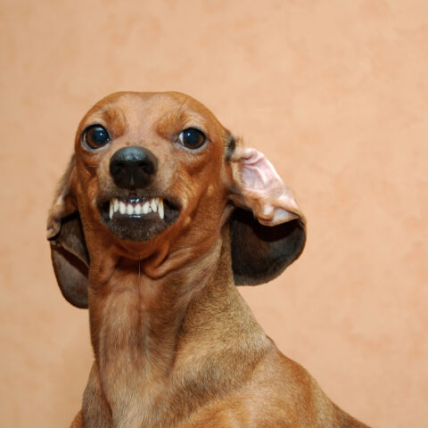 Here are the cities where dogs bite postal workers most in new jersey - photo licensed by shore news network.