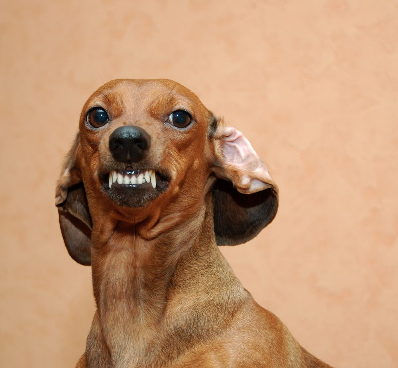 Here Are the Cities Where Dogs Bite Postal Workers Most in New Jersey