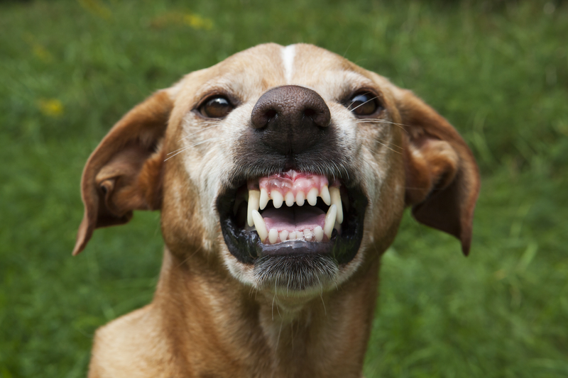Three Charged with Child Endangerment in Following Another Severe Dog Bite Incident