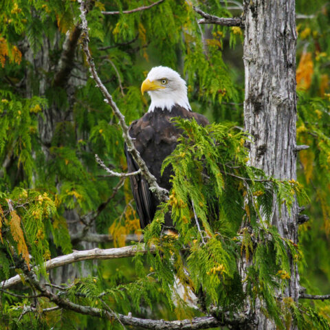 New jersey to remove bald eagle from endangered species list - photo licensed by shore news network.