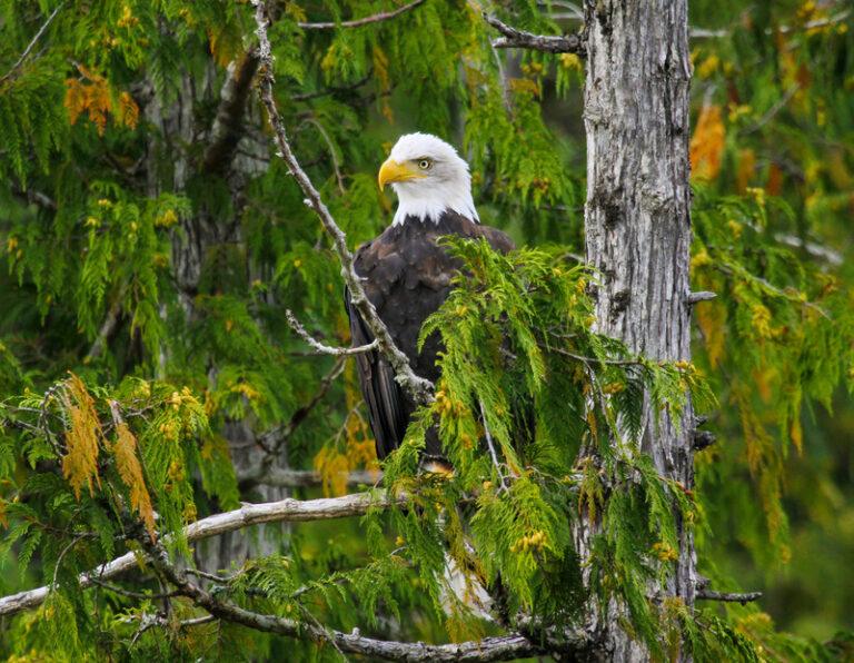 New jersey to remove bald eagle from endangered species list - photo licensed by shore news network.
