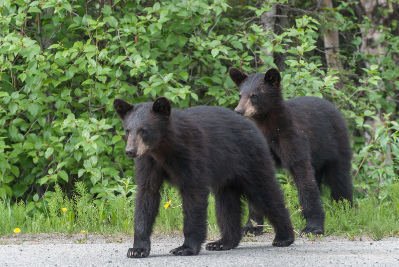 Black Bear Reported Near Tamaques Park in Westfield
