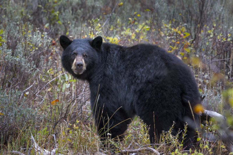 As Black Bears Emerge from Hibernation, NJ DEP Issues Safety Warning