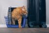 Toms river begins transfer of animal shelter to ocean county