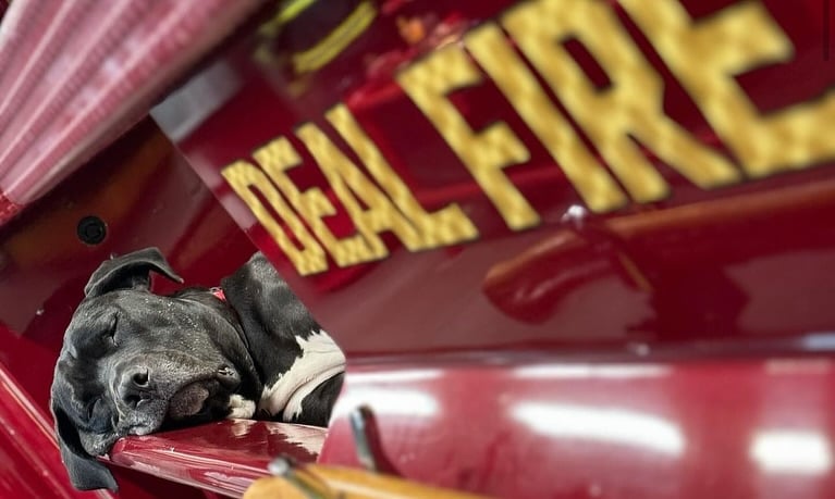 Miss Peaches Inspires Jersey Shore Fire Company to Adopt Gus, The Fire Dog