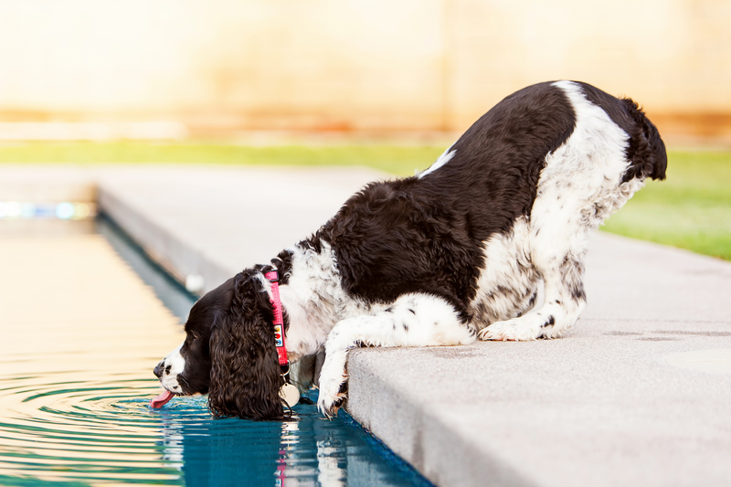 Police Animal Safety Tips for a Heat Wave