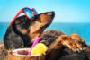 A guide to new jersey's dog friendly beaches