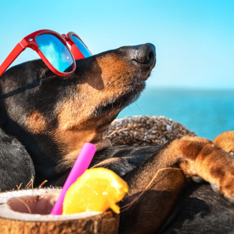 A guide to new jersey's dog friendly beaches - photo licensed by shore news network.