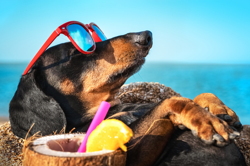 A Guide to New Jersey's Dog Friendly Beaches
