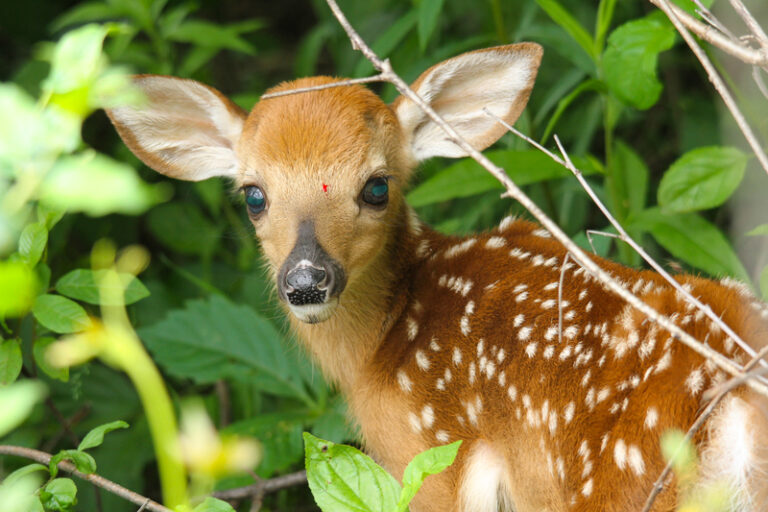Suspected new jersey shoplifter fled police, hid a baby deer in a shopping bag - photo licensed by shore news network.