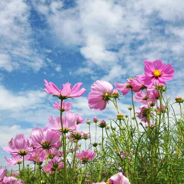 Explore the "secret gardens of brick" tour and tea event - photo licensed by shore news network.