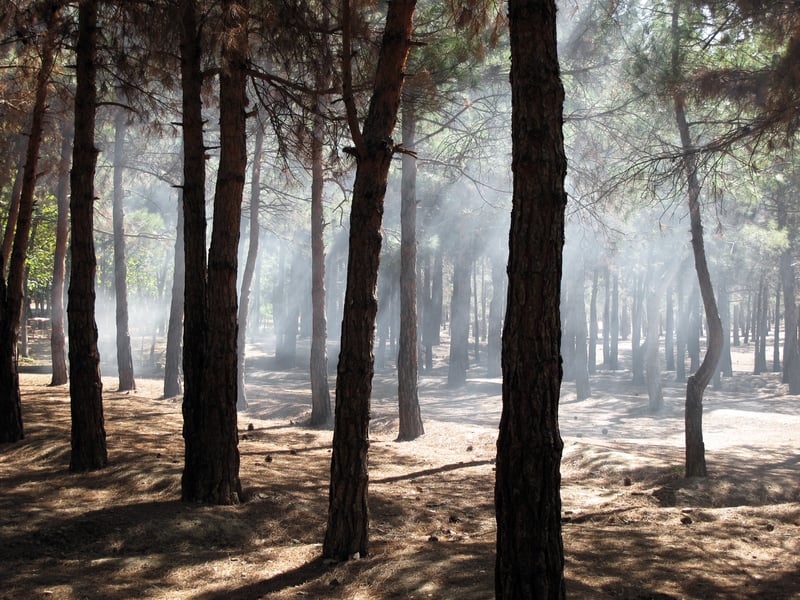 Camden County Wildfire Creating Smoke Conditions Across the State