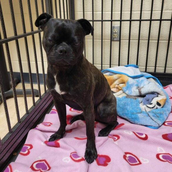 Found dog near notre dame high school in bethlehem township - photo licensed by shore news network.