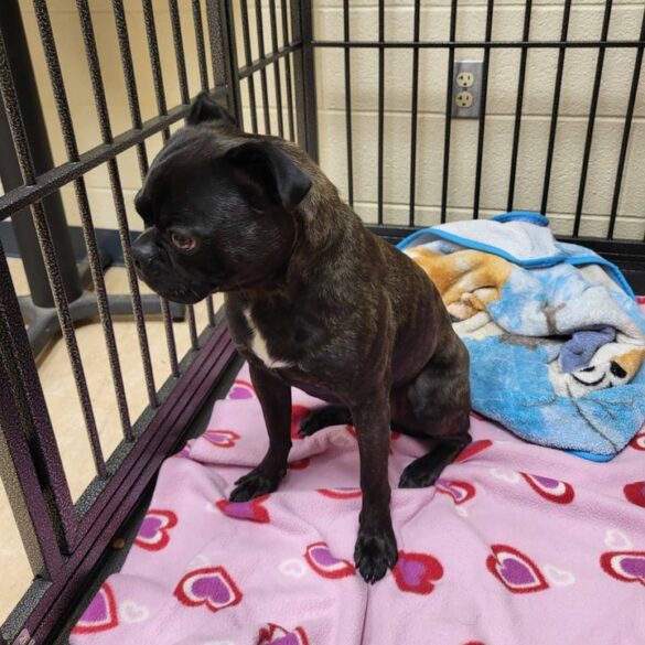 Found dog alert: black goldendoodle in utica - photo licensed by shore news network.