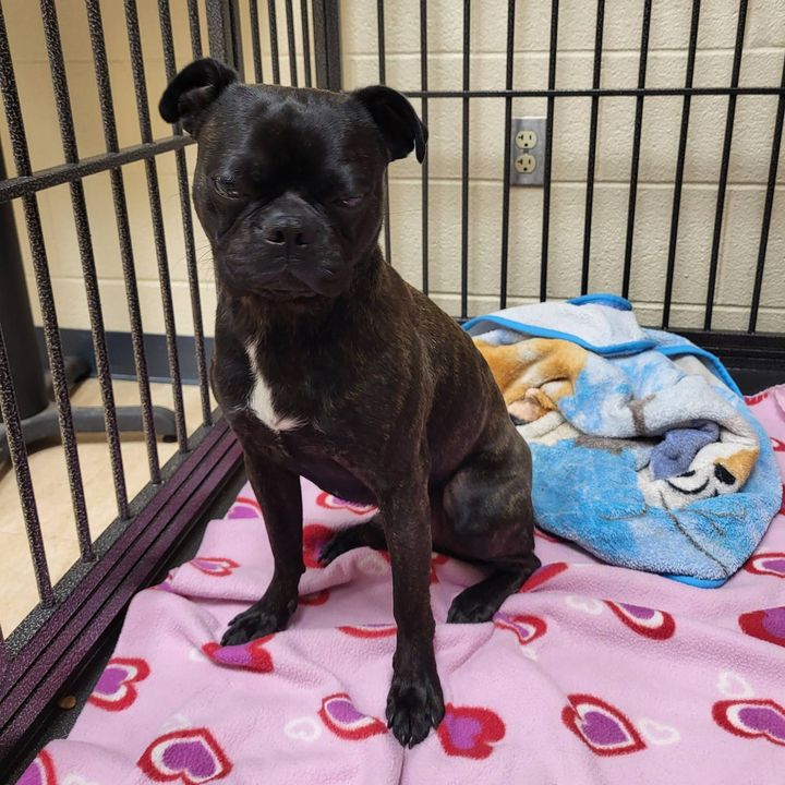 Found Dog Near Notre Dame High School in Bethlehem Township