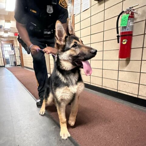 Hackensack police find lost shepherd dog, seek owner - photo licensed by shore news network.