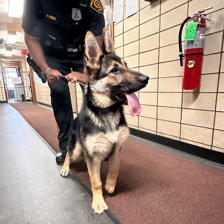 Hackensack Police Find Lost Shepherd Dog, Seek Owner