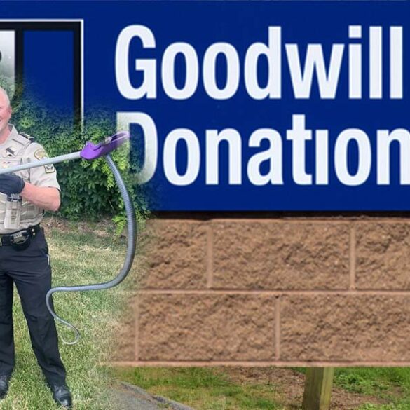 Snake more than customers bargained for at virginia goodwill store - photo licensed by shore news network.