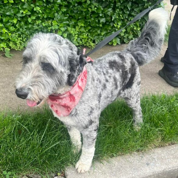 Found dog in leonia, nj – seeking owner - photo licensed by shore news network.