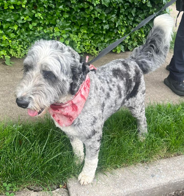 Found Dog in Leonia, NJ – Seeking Owner