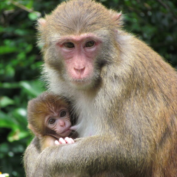 Ohio and new jersey men involved in creating monkey torture videos - photo licensed by shore news network.