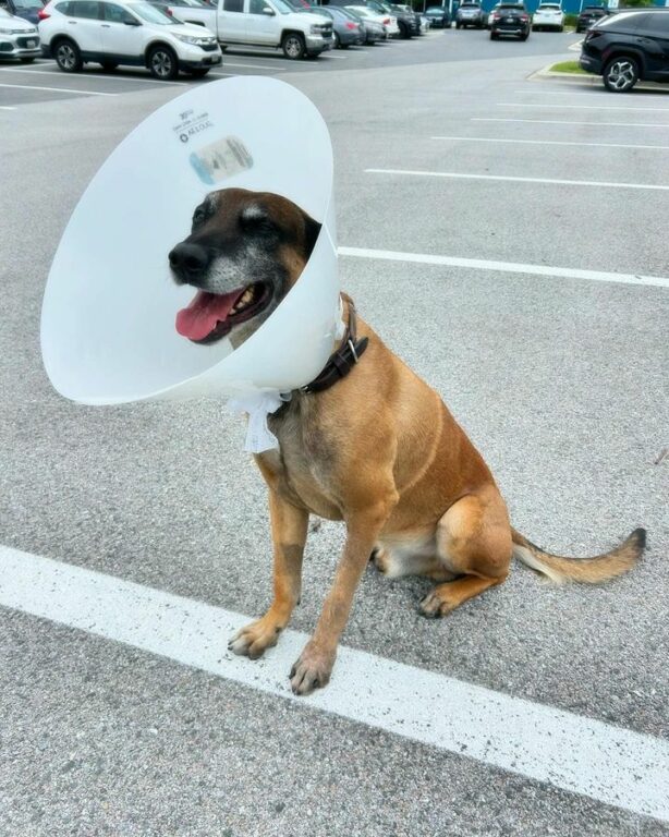 Ocean City K9 Officer Smoke Celebrates Recovery with Community Event