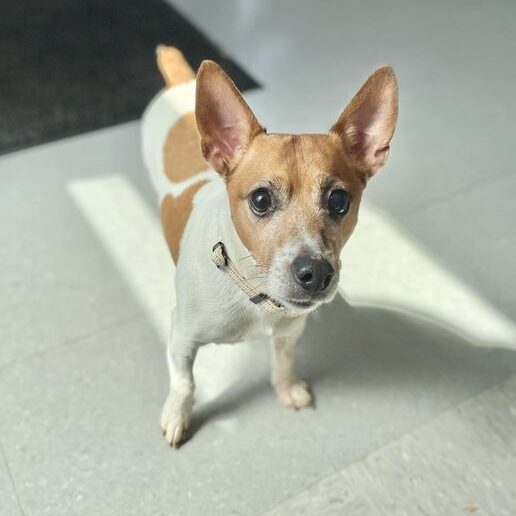 Energetic senior dog oliver seeks new forever home - photo licensed by shore news network.