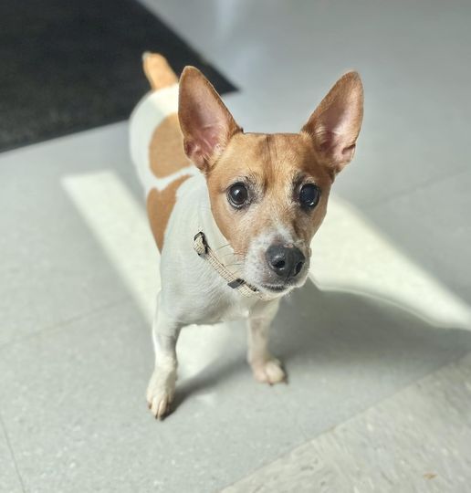 Energetic Senior Dog Oliver Seeks New Forever Home