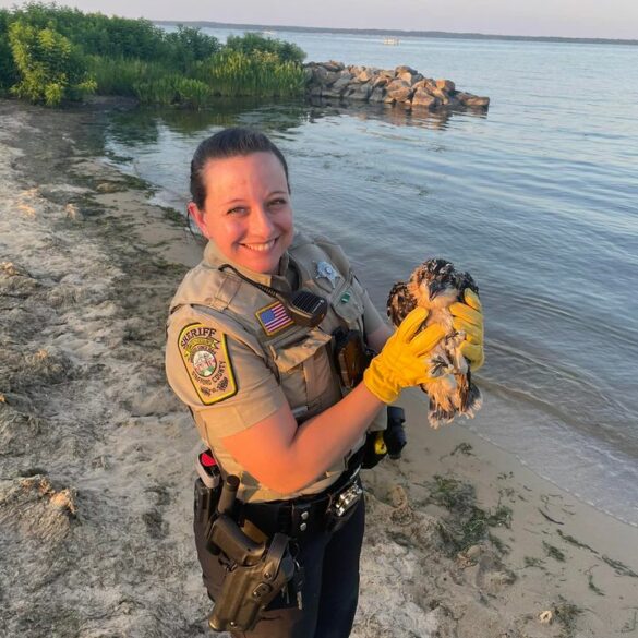 Deputy mounts rescue effort for injured osprey in stafford county - photo licensed by shore news network.