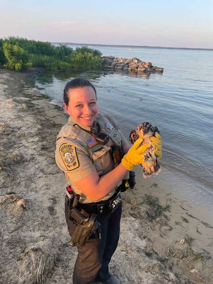 Deputy Mounts Rescue Effort for Injured Osprey in Stafford County