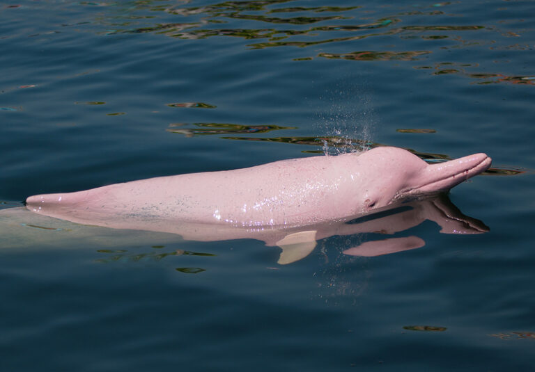 Rare pink dolphin spotted in north carolina... Or was it? - photo licensed by shore news network.