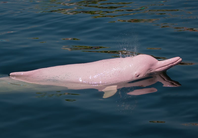 Rare Pink Dolphin Spotted in North Carolina...Or Was It?