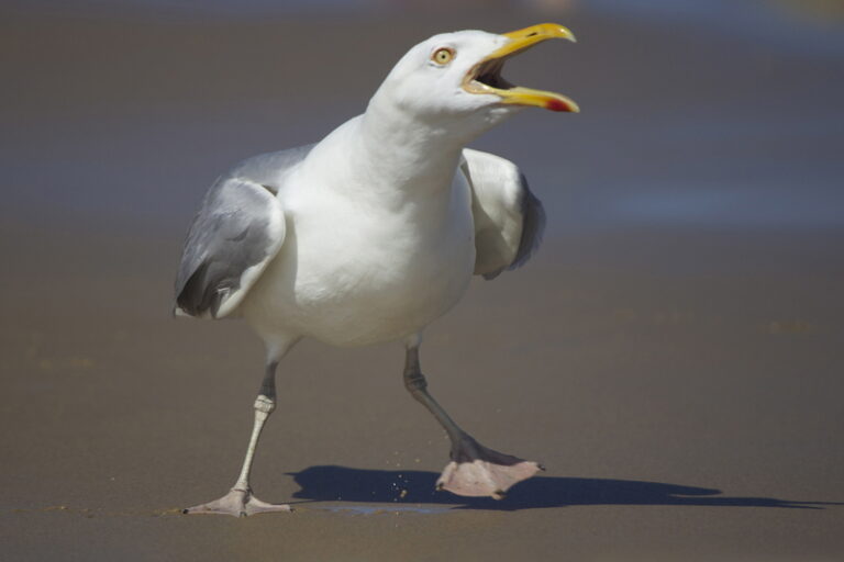 Jersey shore boardwalk stand warns patrons of seagull dangers and food thievery - photo licensed by shore news network.