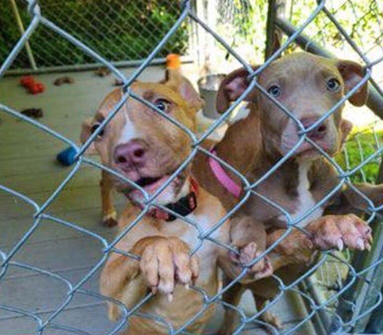 Adoptions sought as greenbelt shelter over maximum capacity - photo licensed by shore news network.