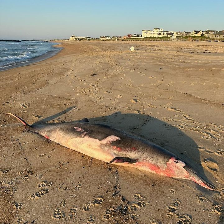 Dead Whale Washes Ashore on New Jersey Beach