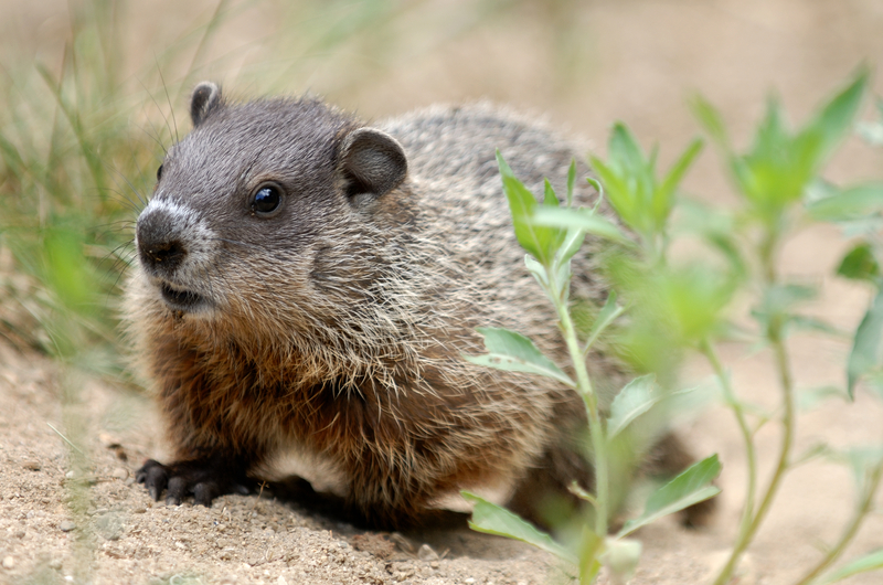 New Jersey Lawmakers Push to Allow Import of Woodchucks For Groundhog Day