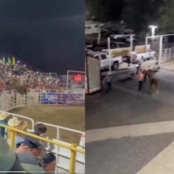 Holy cow! Bull rampages at oregon rodeo injures spectators - photo licensed by shore news network.