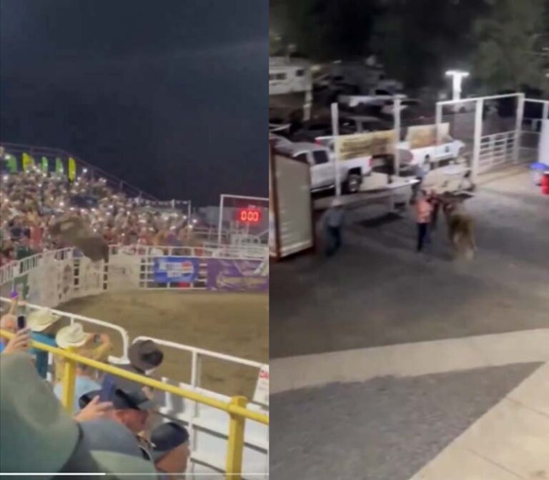 Holy cow! Bull rampages at oregon rodeo injures spectators - photo licensed by shore news network.