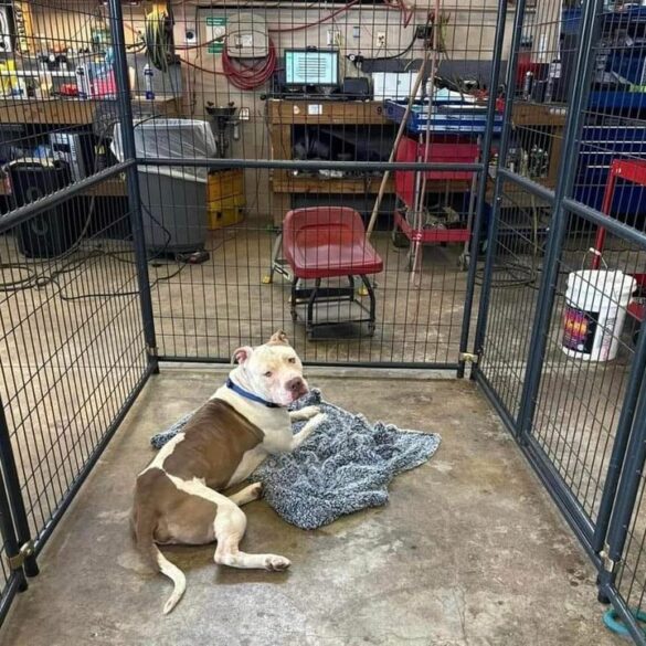 Facebook says utica police to euthanize dog, department denies ridiculous claim - photo licensed by shore news network.