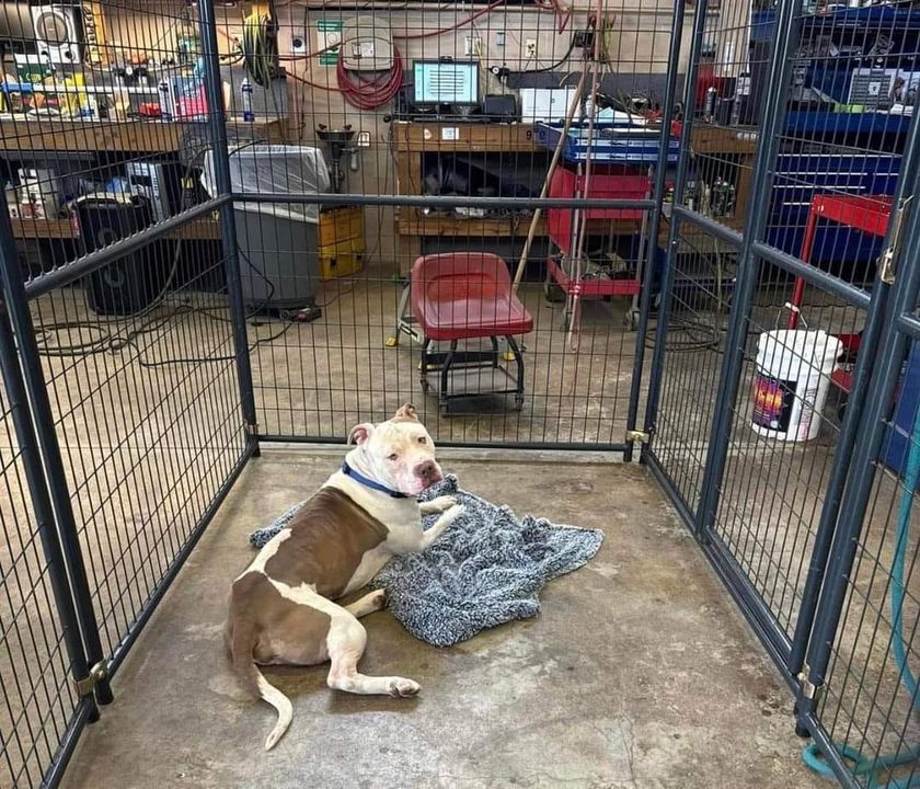 Facebook Says Utica Police to Euthanize Dog, Department Denies Ridiculous Claim
