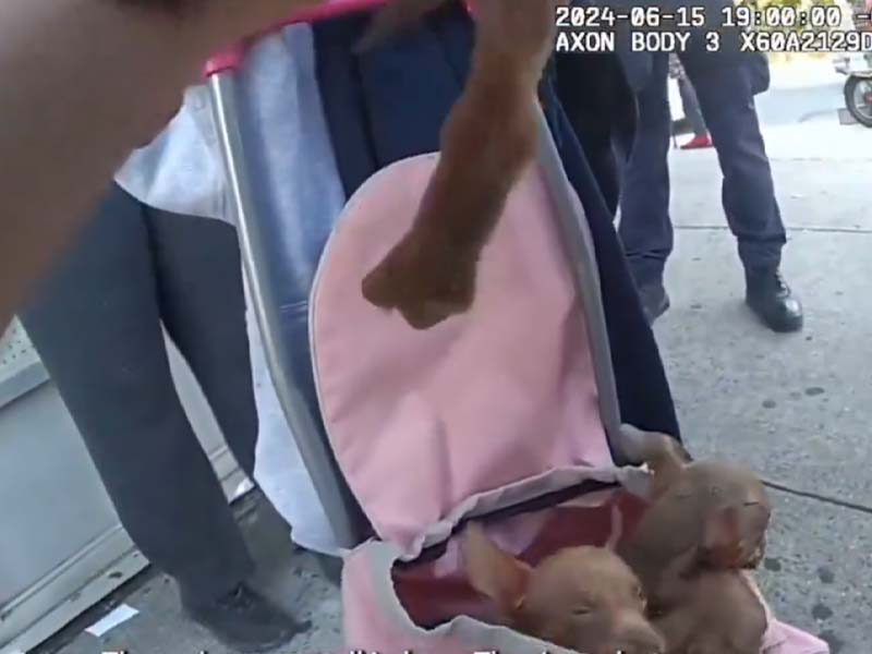 NYC Woman Charged After Packing Puppies Into Hot Backpack on Sweltering Day NYC Woman Charged After Packing Puppies Into Hot Backpack on Sweltering Day