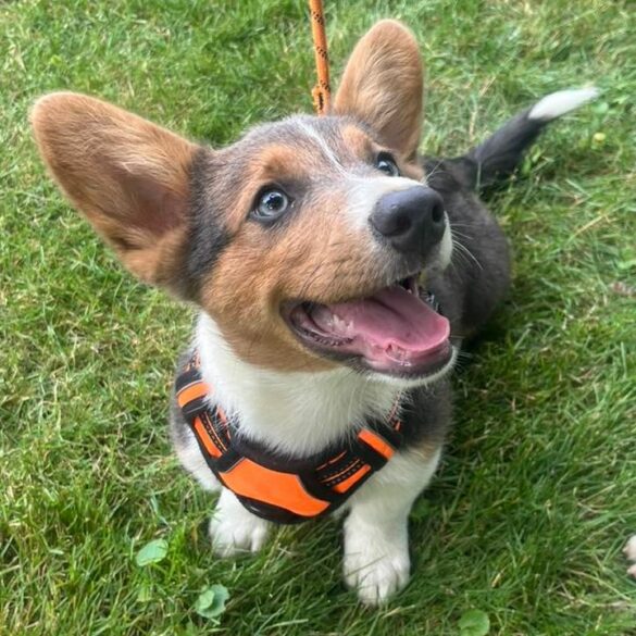 East brunswick police seek help in reuniting lost dogs with owners - photo licensed by shore news network.