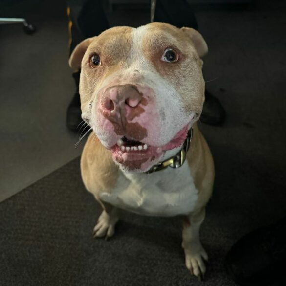 Galloway township police seek help in reuniting lost dog with family - photo licensed by shore news network.